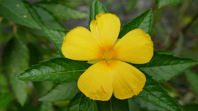 G225d35829b7e18da7585b83252465f3a3c6f7b60b6618ca81bdd8d00498535256698d52f6dbda44b676c40654b11a1ee7b2ec694fabc1aa382a5e025f1a6698a 640